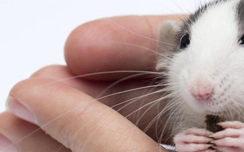До чого сниться маленька сіра миша?