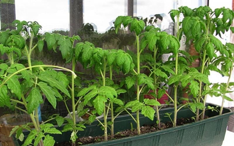 Вирощування помідорів у відкритому ґрунті: від посадки до збирання врожаю Як виростити помідори у ґрунті