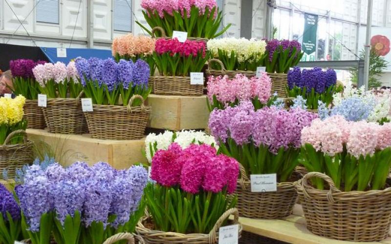 Proper planting and care of hyacinths at home How to grow hyacinths at home