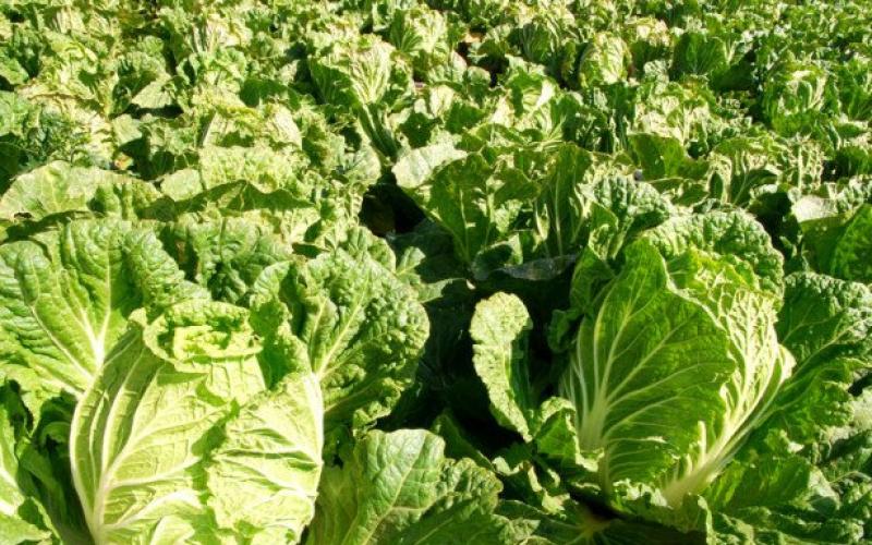 Growing and caring for Chinese cabbage in open ground How to grow Chinese cabbage in the country