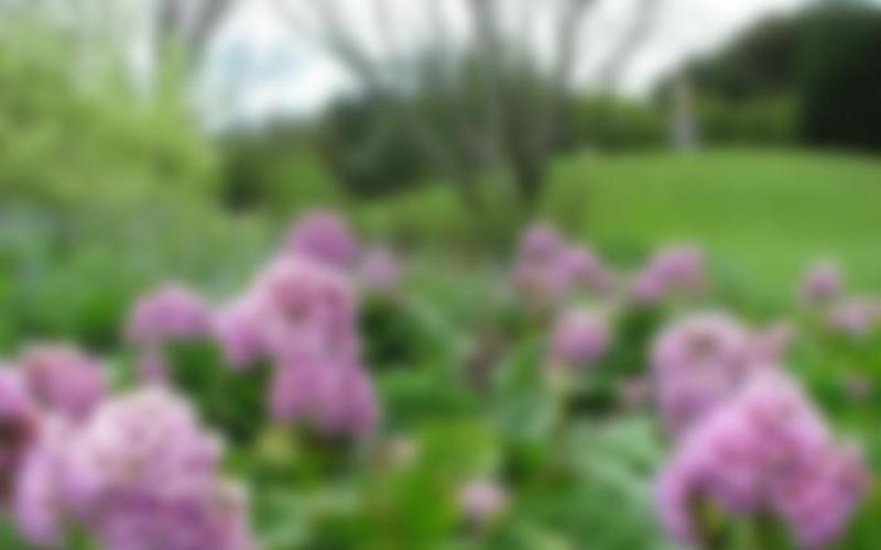 Квітка бадан посадка та догляд у відкритому ґрунті розмноження та вирощування з насіння фото сортів Як пересадити бадан навесні