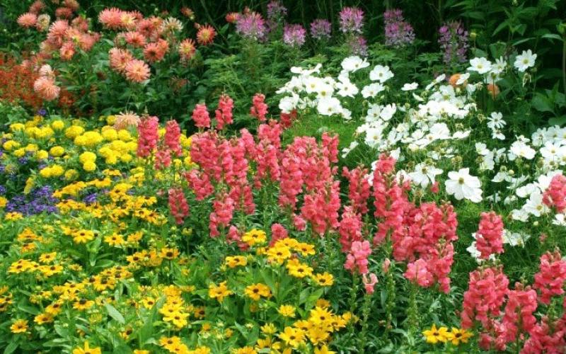 How to make a flower garden from perennials with your own hands?