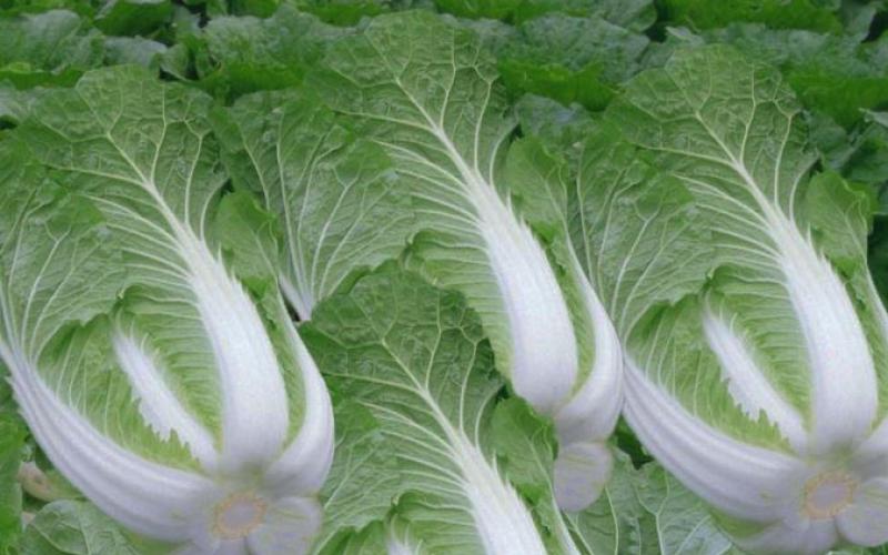 Beijing cabbage: cultivation and care
