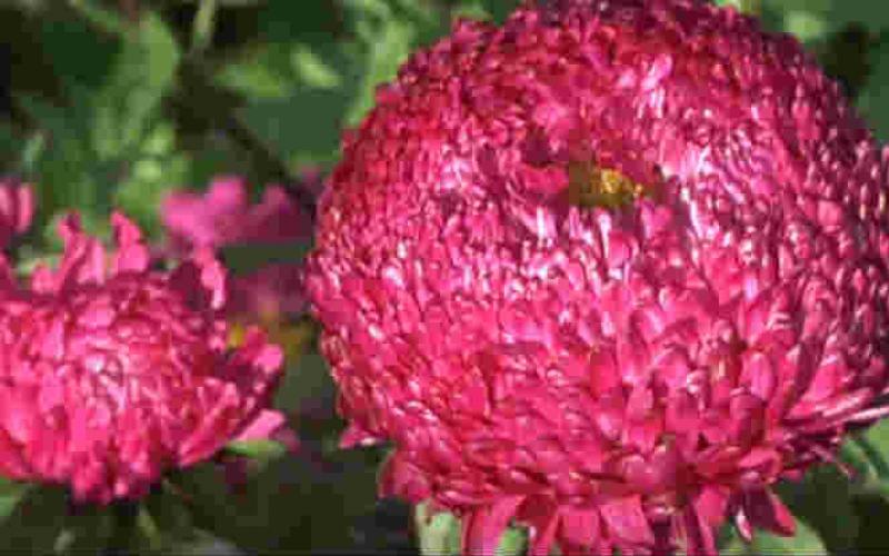 Asters - growing from seeds at home, when to plant