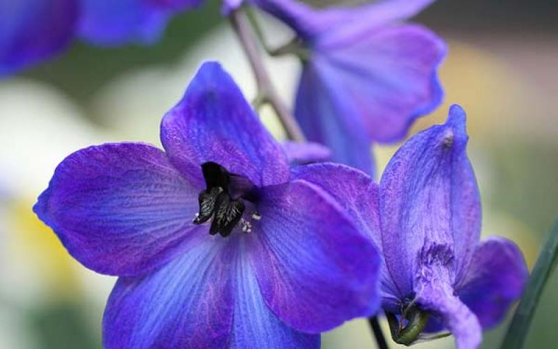 Planting delphinium from seeds at home