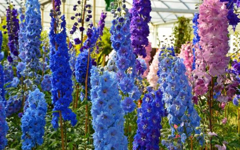 How and when is it better to plant perennial delphinium