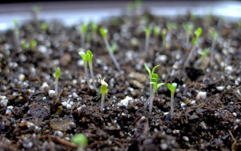 How to plant aster seedlings and get a wonderful flower garden?