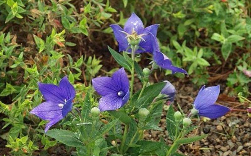 Secrets of growing Platycodon: planting seedlings and care in open ground