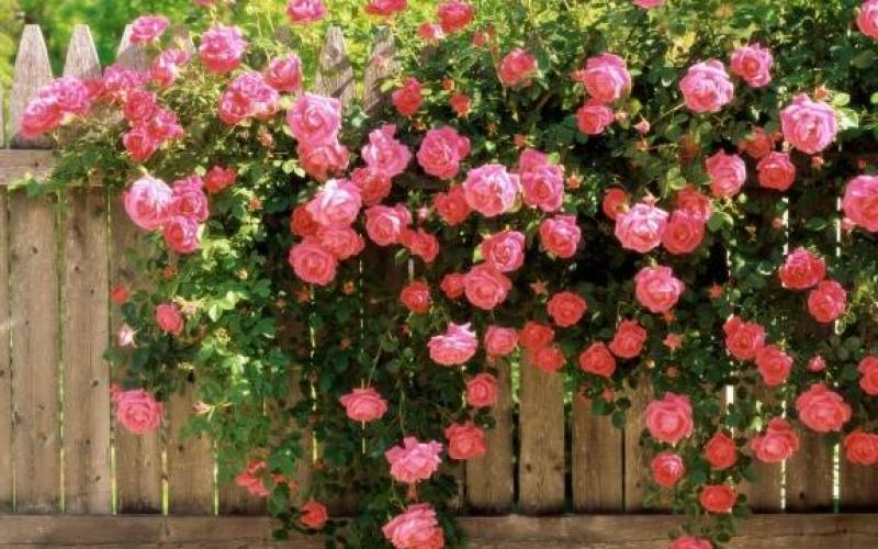 Лучшие сорта плетистых роз: описание + фото