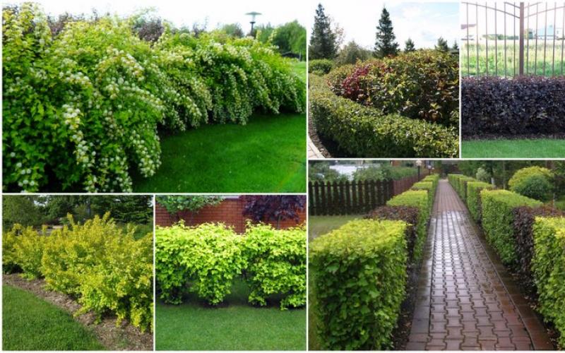 The fastest growing bushes for a garden hedge