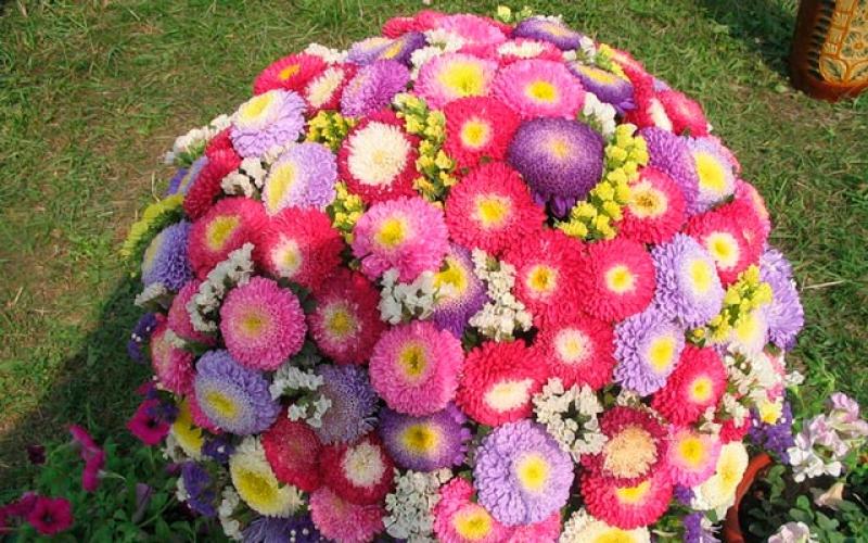 When to plant asters for seedlings